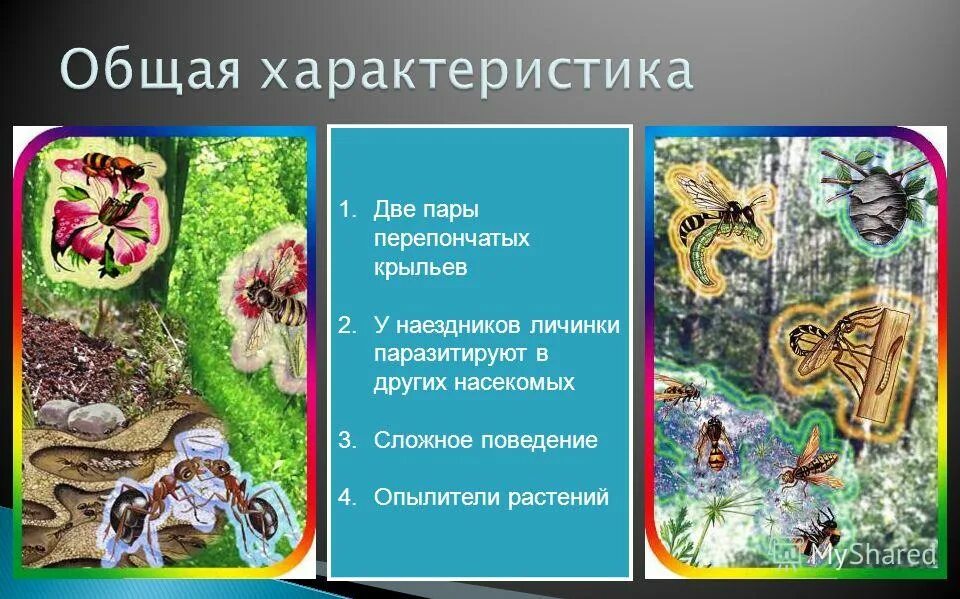 строение крыльев пчелы. две пары перепончатых крыльев. особенности отряда перепончатокрылые. отряд стрекозы. две пары перепончатых крыльев.