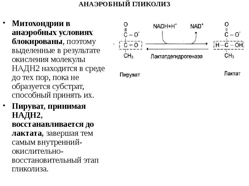 Установите последовательность этапов окисления молекул. Гликолиз пировиноградная кислота. Анаэробное окисление гликолиз. Анаэробный гликолиз пируват в лактат. Результат анаэробного гликолиза.