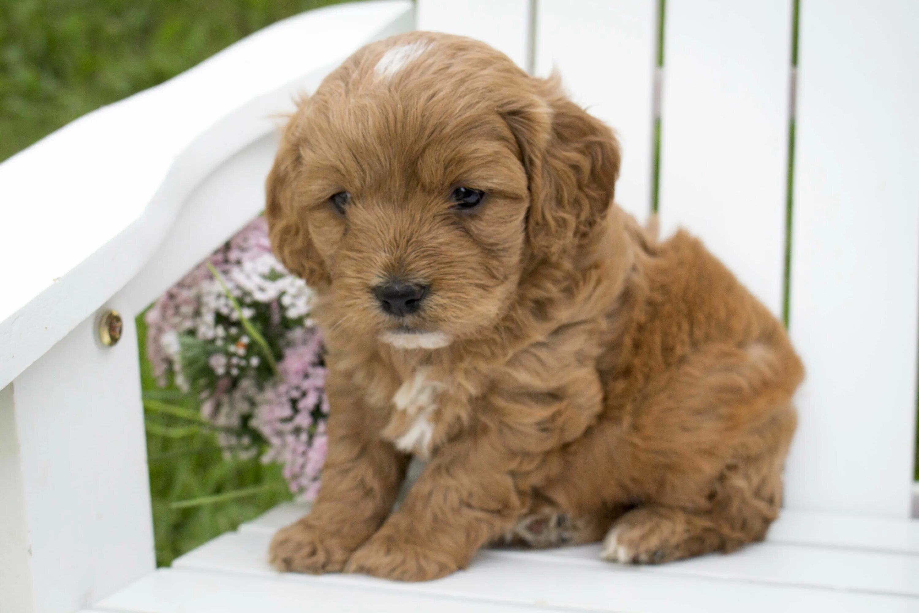 Adorable bichonfrise puppy for sale (#655107RU) Кипр Собаки - для продажи offer.