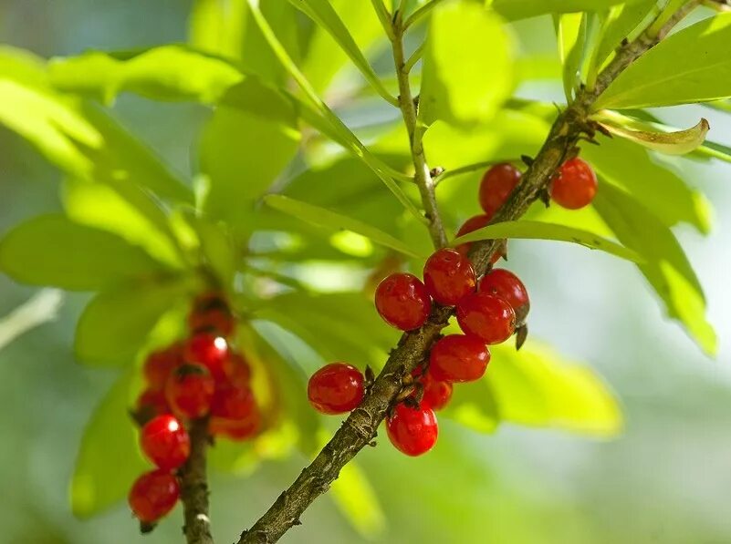 волчье лыко ягода. дафна волчье лыко. волчья ягода и волчье лыко. волчье лыко ягода. как выглядит ягода волчье лыко.