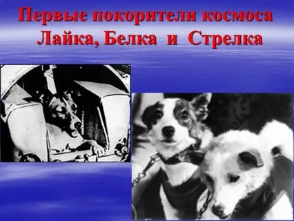 Собаки лайка и стрелка