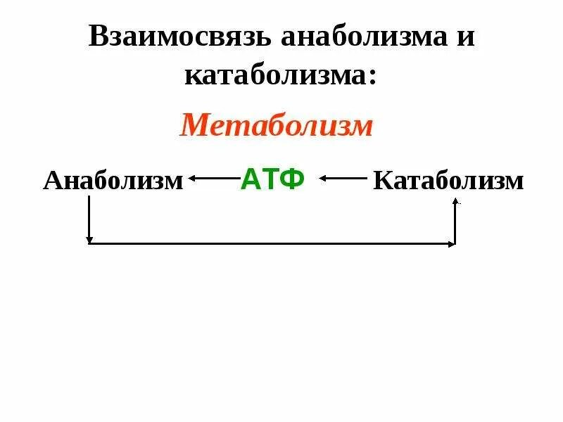 Атф анаболизма. Соотношение анаболизма и катаболизма. Взаимосвязь анаболизма и катаболизма схема. Взаимосвязь анаболизма и катаболизма. Взаимосвязь процессов катаболизма и анаболизма..