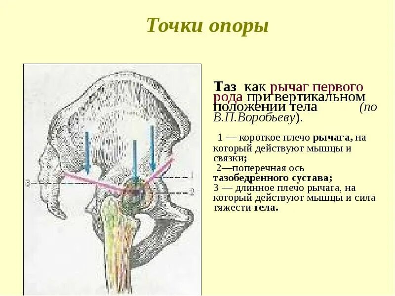 Точки первого рода. Рычаг первого рода. Плечевой сустав артросиндесмология. Артросиндесмология анатомия. Поперечная ось сустава.