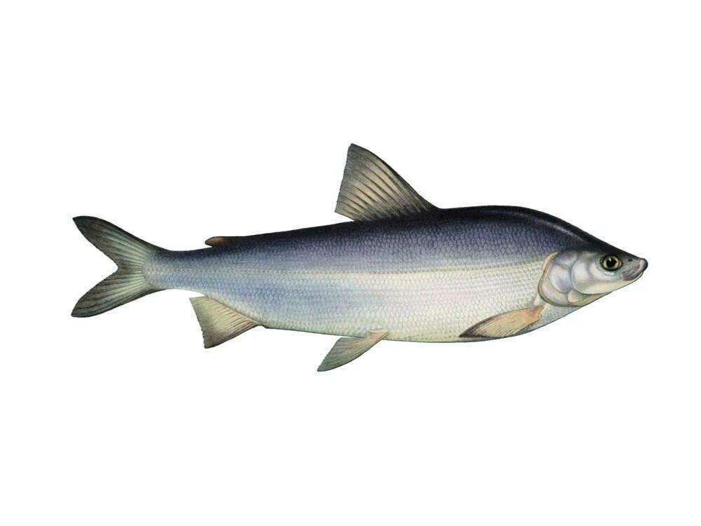 Рыба из сигов на м. Сиг муксун. чир - coregonus nasus. муксун рыба. муксун обской.