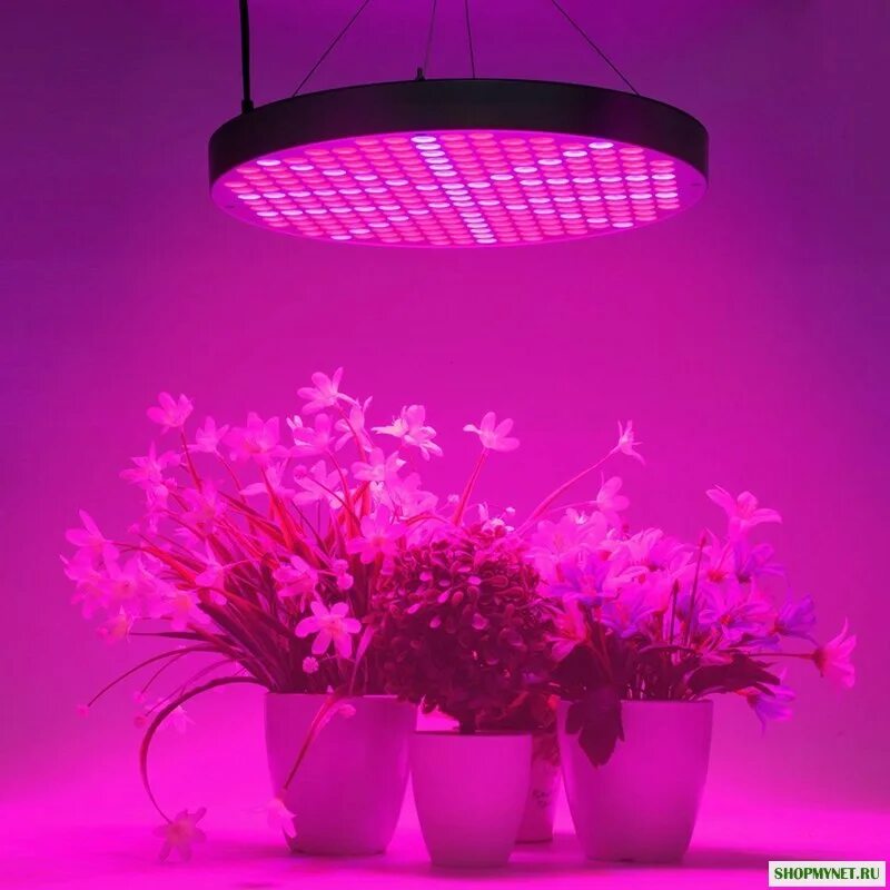 Розовый свет фитолампа. Фитолампа grow Light 40 Вт. Фитолампа Megaphoton 100w. Фитолампа е27 50вт. Plant grow Light фитолампа с 5 светильниками.