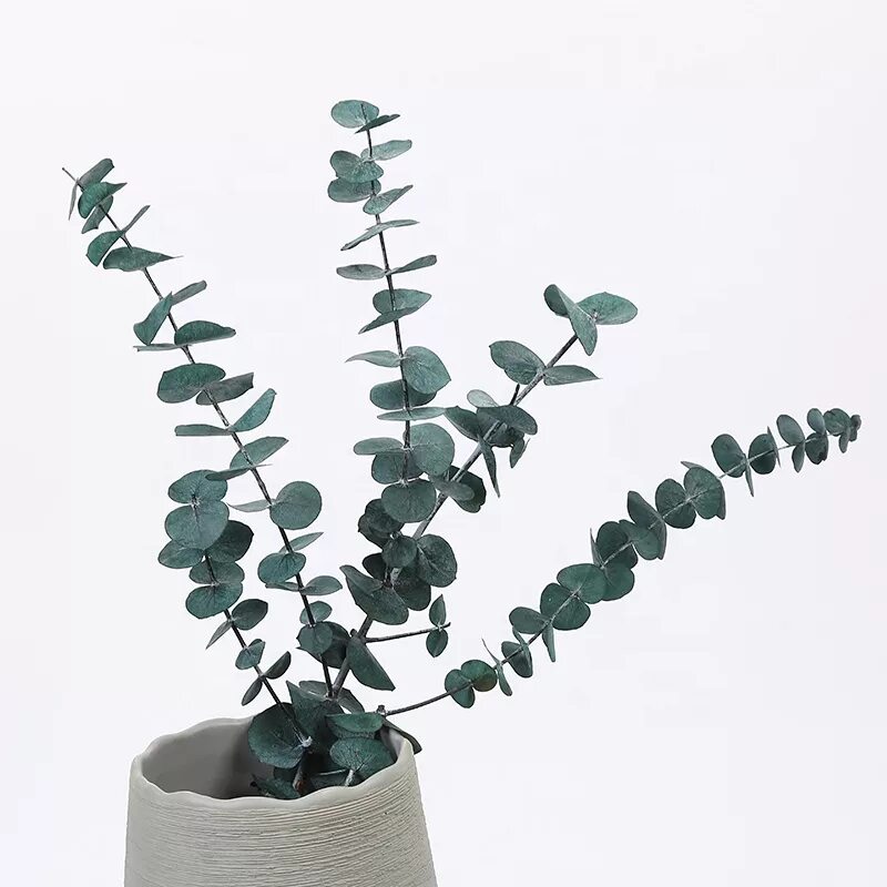 Срезка эвкалипт беби блю. Эвкалипт цинерия израиль. Эвкалипт припудренный baby blue. Eucalyptus pulverulenta. Эвкалипт припудренный baby blue.