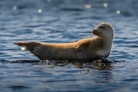 Marine wildlife