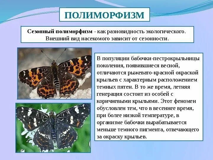 Организменный уровень организации живого. Организменный уровень организации живого. Организменный уровень жизни. Организменный один дикобраз совокупность бабочек одной популяции. Организменный один дикобраз совокупность бабочек одной популяции.