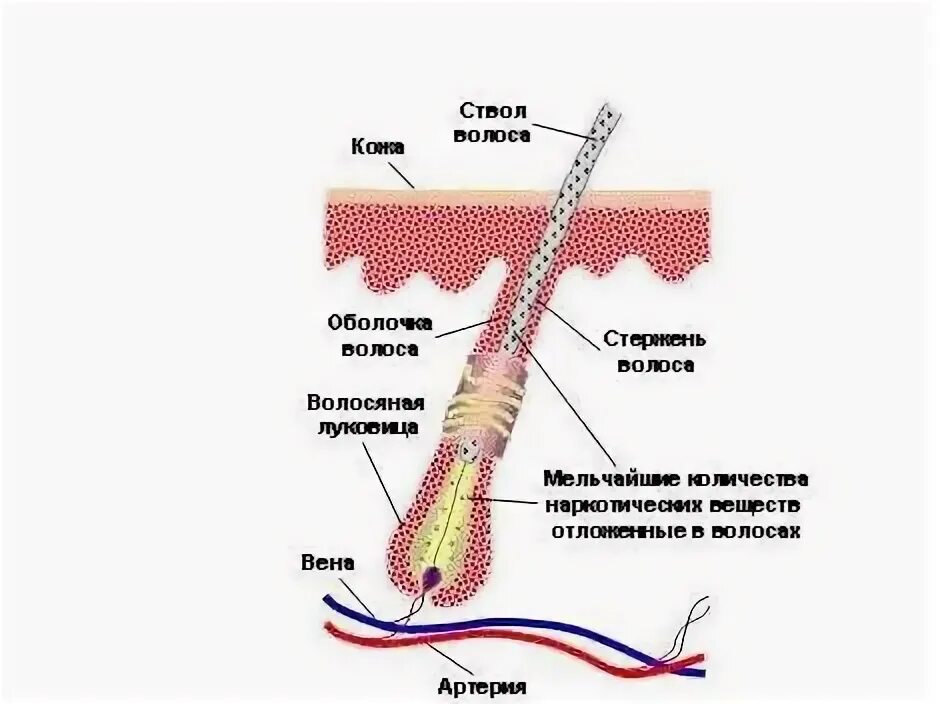 Строение ресницы. Строение стержня волоса. Структура волоса ресниц. Структура волоса схема.