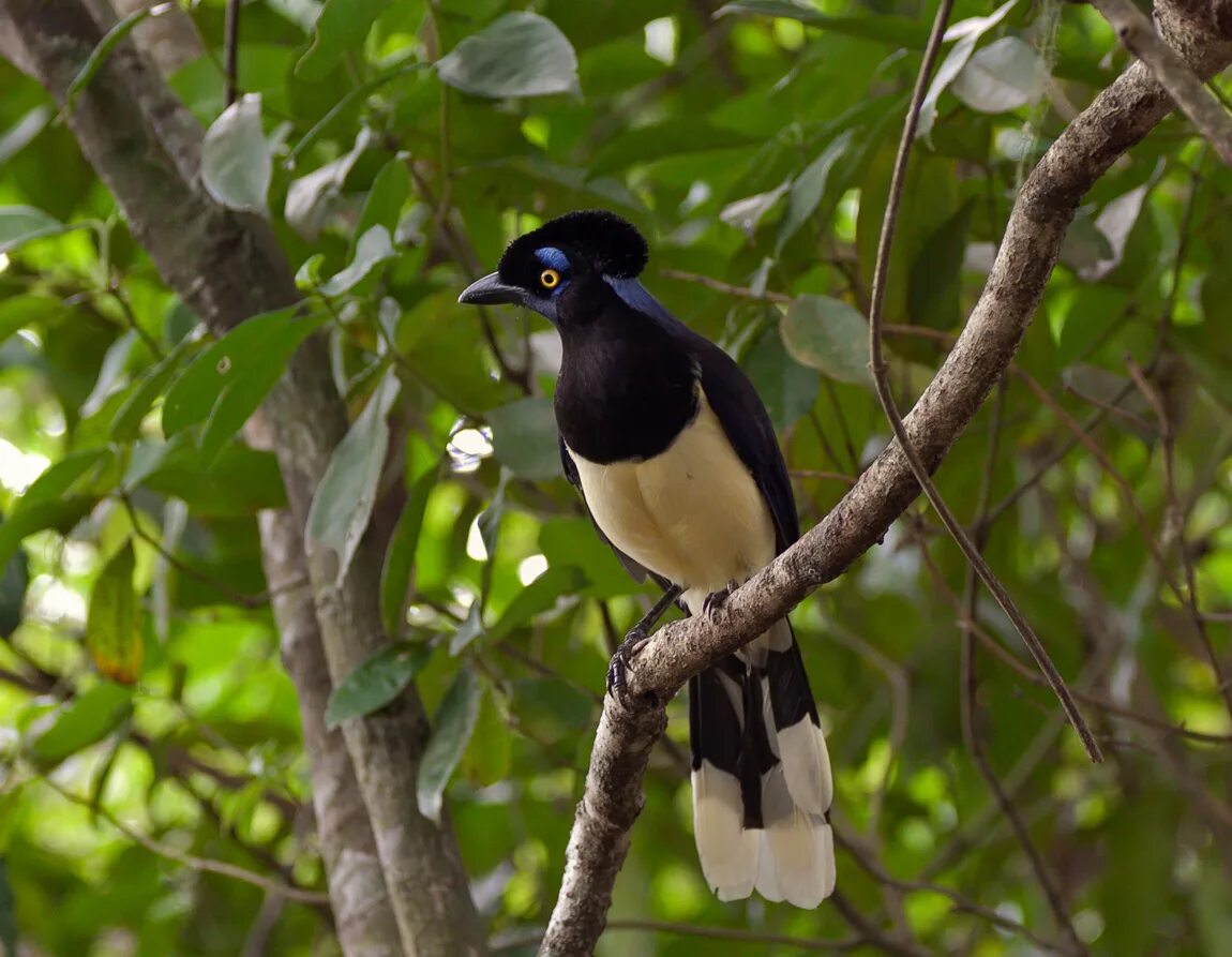 Гоацин птица птенец. Попугай ара в африке. Стервятник кондор. Птицы южной америки. Журавль агами.