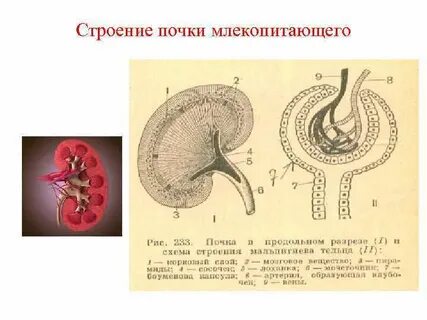 Почки 4 животных