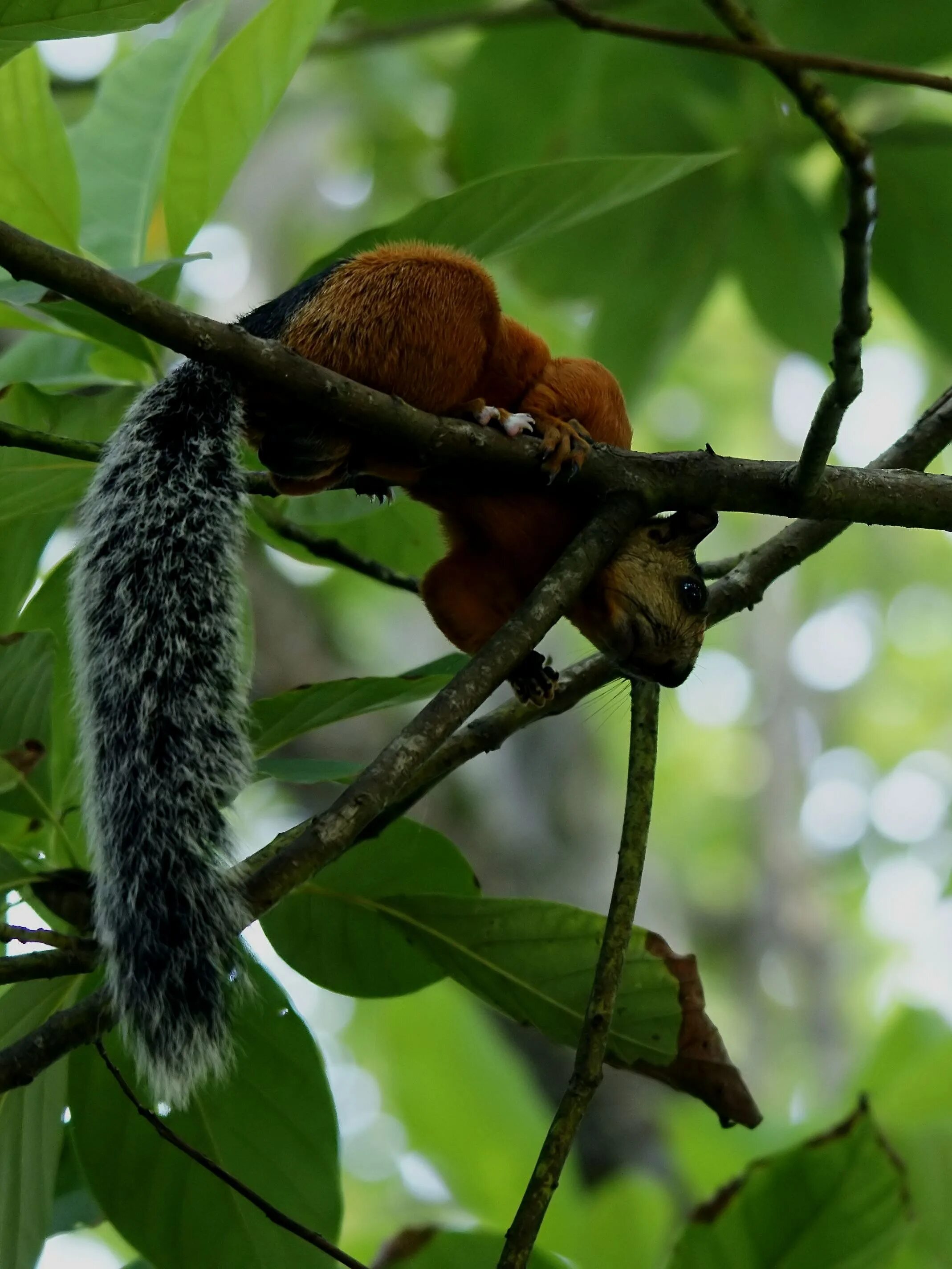 Пестрая белка. Sciurus VARIEGATOIDES. Белка с длинным хвостом. Пятнистая белка. Пёстрая белка.