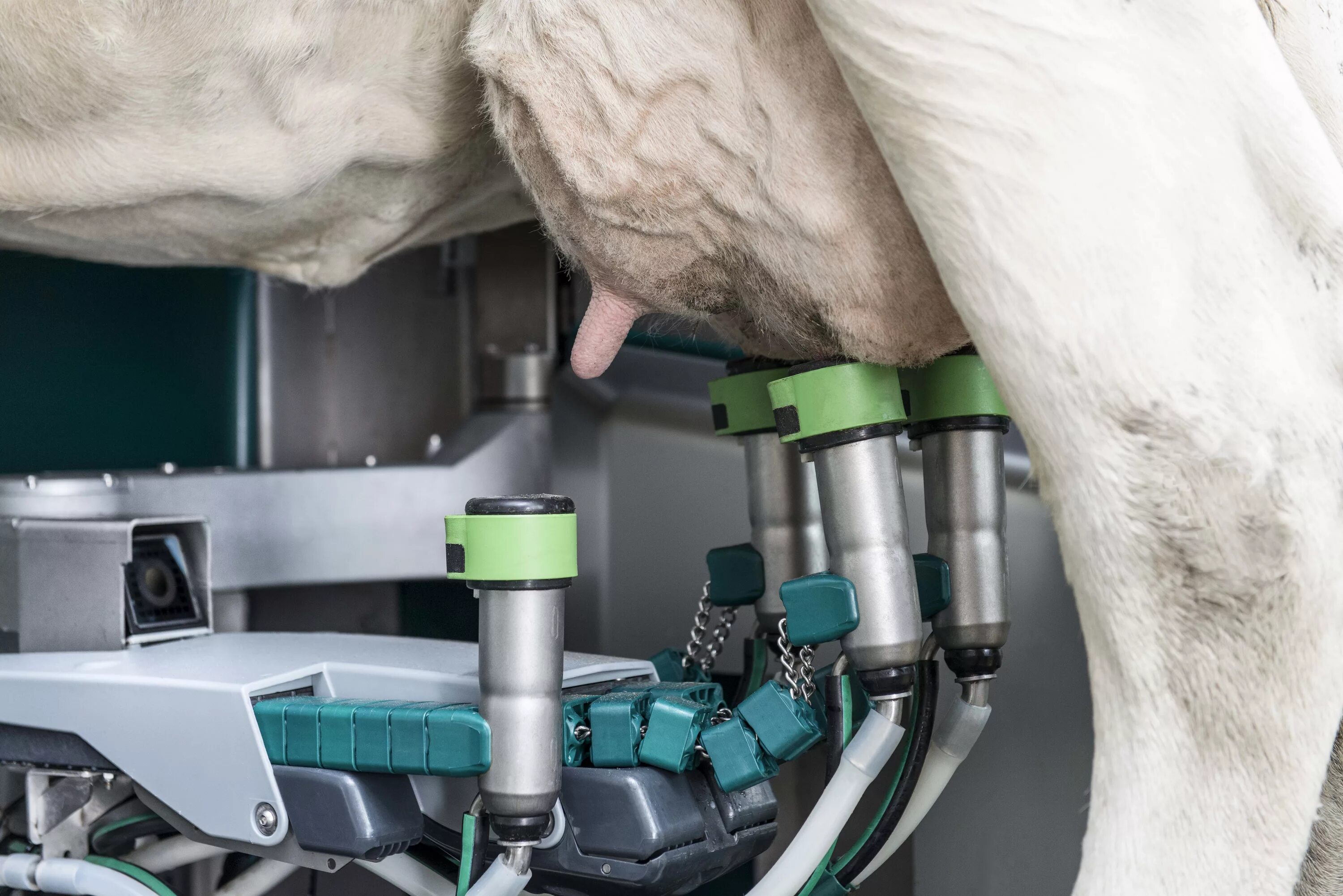 Дойка коров время. Доильный робот Gea DAIRYROBOT r9500. Доильный аппарат Gea для коров. Роботизированная молочная ферма Lely. Доильный робот DELAVAL VMS v300.