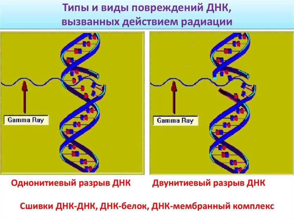 Действие ионизирующего излучения на ДНК. Сшивки ДНК-ДНК. Сшивки ДНК. Типы повреждений ДНК.