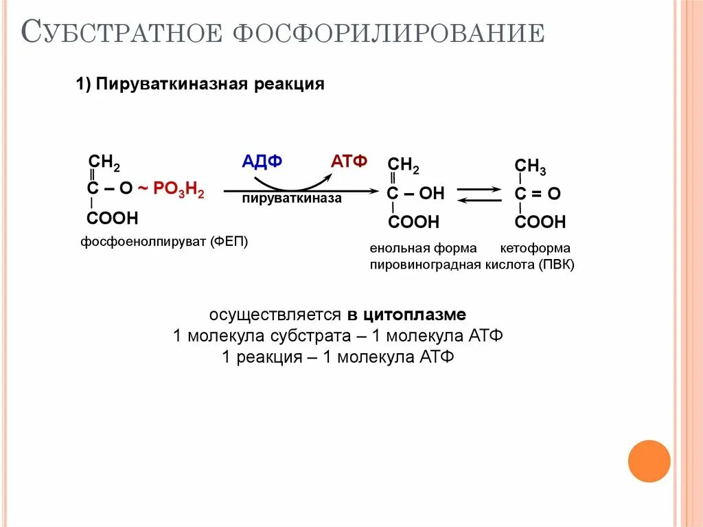 Пировиноградная кислота сколько атф. Субстратное фосфорилирование биохимия. Субстратное фосфорилирование АДФ. Реакцию субстратного фосфорилирования катализирует:. Субстратное фосфорилирование в гликолизе.