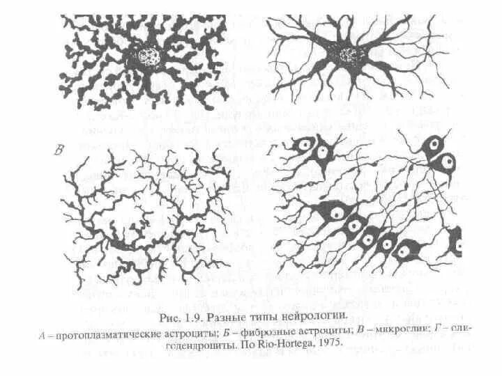 Тест нервная ткань 8 класс. Тест нервная ткань 8 класс. Нервная ткань под микроскопом. Проверочные работы по нервной системе биология 8. Строение нервной ткани животных.