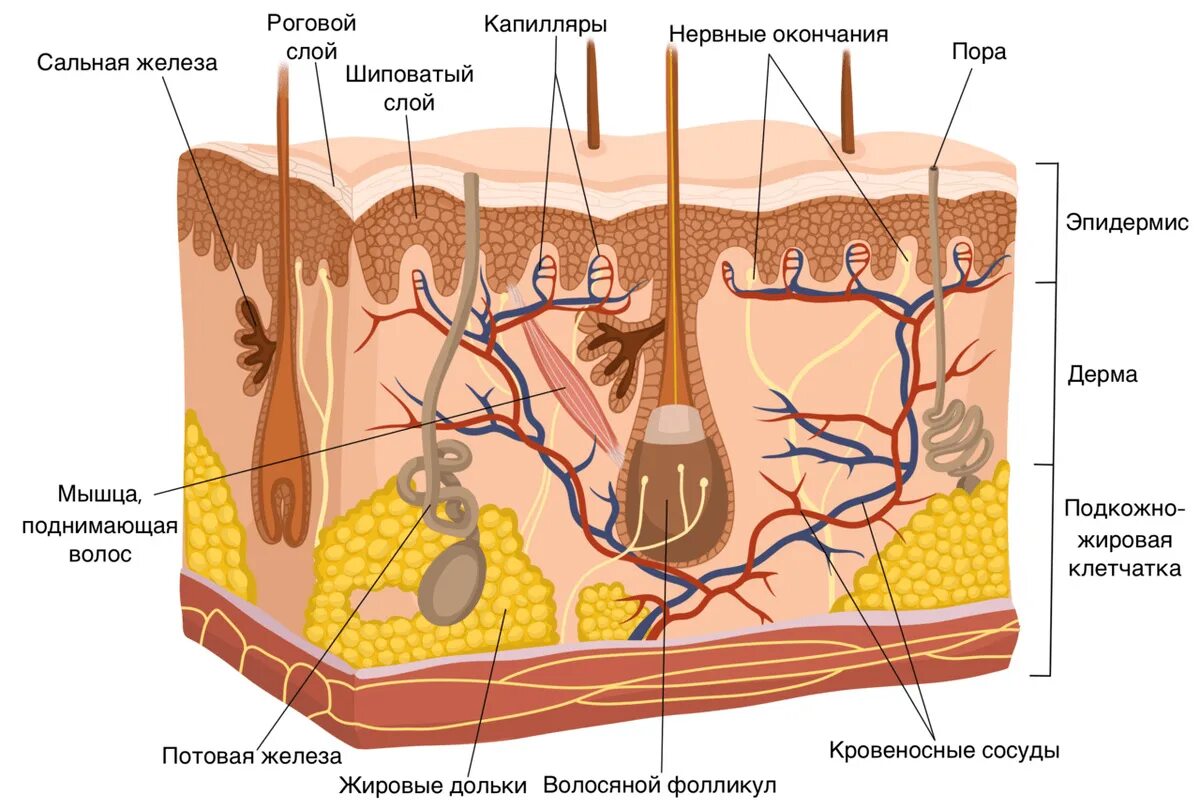 Подкожно жировая клетчатка какая ткань. Подкожно жировая клетчатка какая ткань