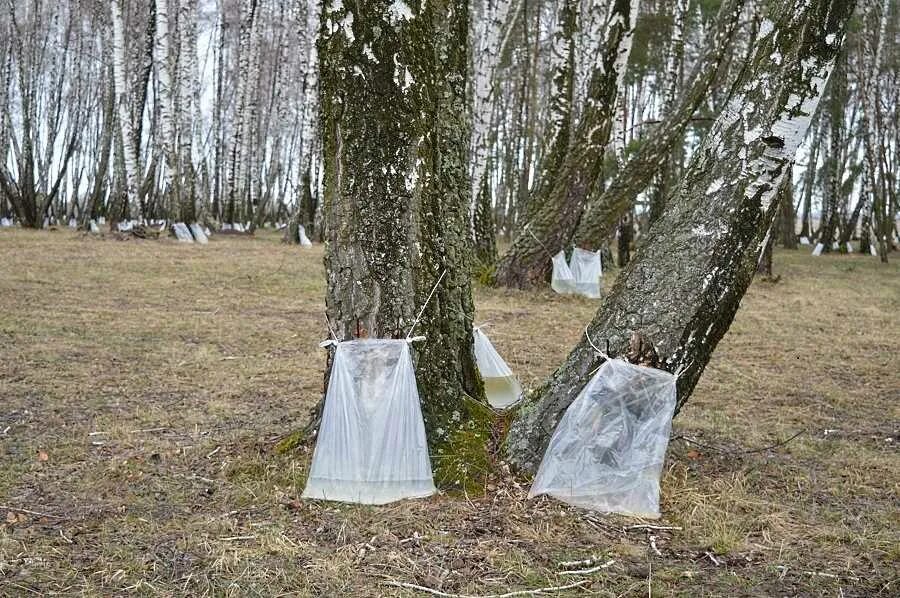 Берёзовый сок. Пакеты для сбора березового сока. Мешки для березового сока.