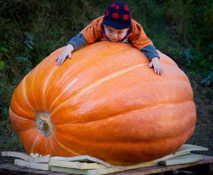 Cucurbita maxima тыква крупная. Семена тыква атлант. Тыква сорт большой макс. Тыква биг мун седек. Тыква титан.