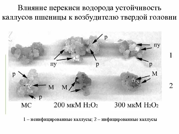 Механизм действия пероксида водорода. Схема пероксида водорода. Водорода пероксид механизм действия. Схема действия перекиси. Действие пероксида водорода