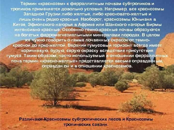 Какие почвы в субтропиках. Красно желтые ферраллитные почвы характеристика. Красноземы и красно желтые ферраллитные почвы характеристика. Красно желтые ферраллитные почвы в России. Красноземы почвы характеристика.