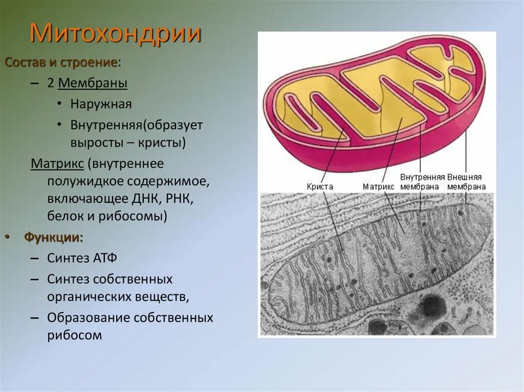 Состав и строение оболочки. Структура внутренней мембраны митохондрии. состав и строение митохондрии. митохондрии строение и функции рисунок. строение мембраны митохондрии.