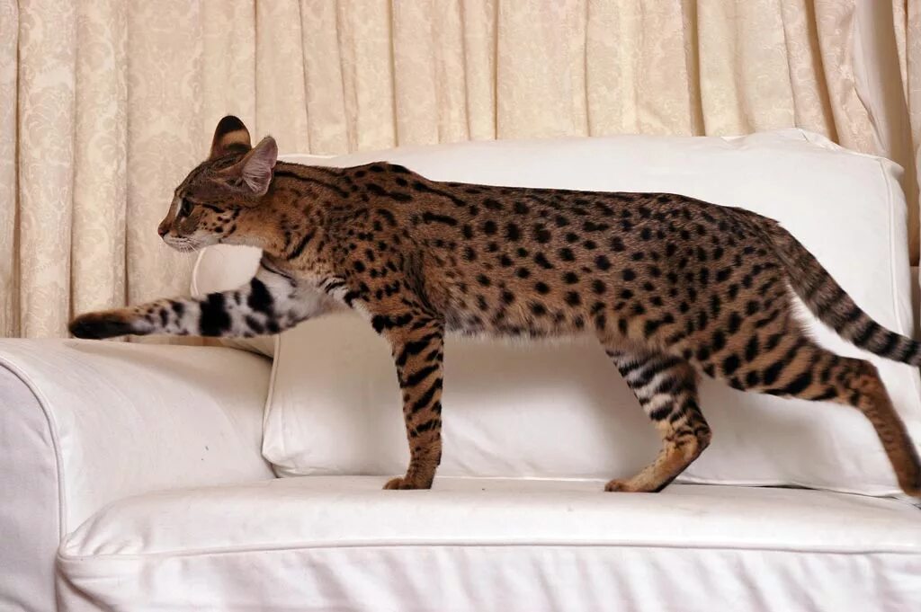 Названия крупных кошек. Сервал Ашера Саванна. Мейн кун Ашера. Саванна кошка. Порода Саванна (Ашера).