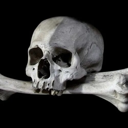 Bird bones say ocean food chain got shorter Futurity