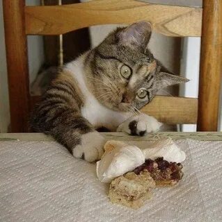 У меня кошка ест