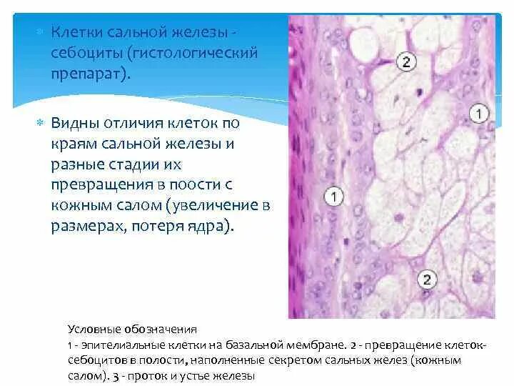 Печень сальные железы. Сальная и потовая железа гистология препарат. Строение потовой железы гистология. Строение сальной железы гистология. Строение потовых желёз гистология.