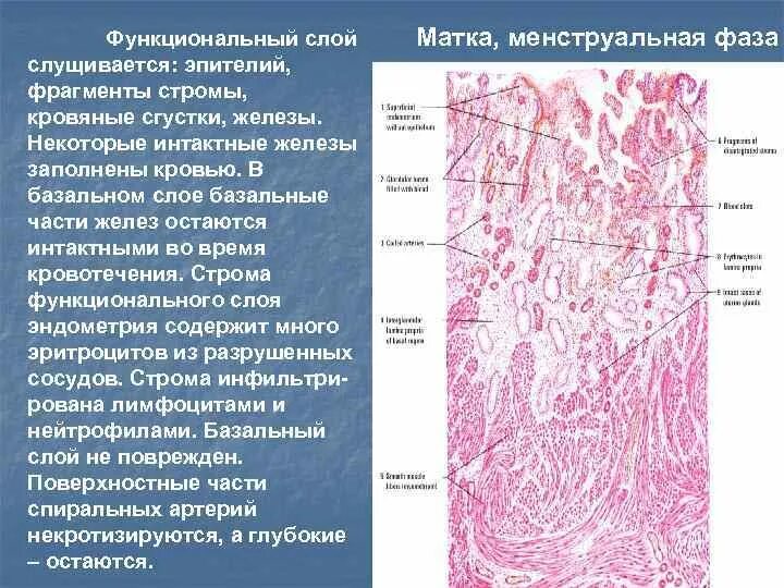 Слизистая матки отторгается. Базальный и функциональный слой эндометрия. Функциональный слой эндометрия кровоснабжается:. Слои слизистой оболочки матки. Эндометрий базальный и функциональный слой.