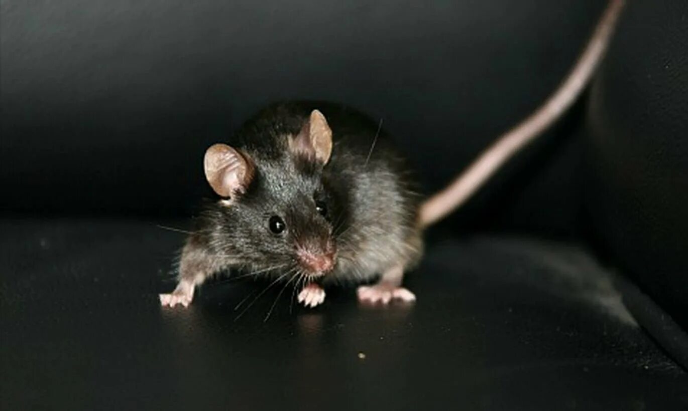 Мышь черная домовая. Черная мышка.