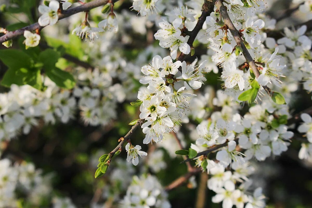 Картинки вишня цветет. Вишня Ласуха цветение. Prunus spinosa вишня. Прунус ветки вишни. Вишня обыкновенная цветение.