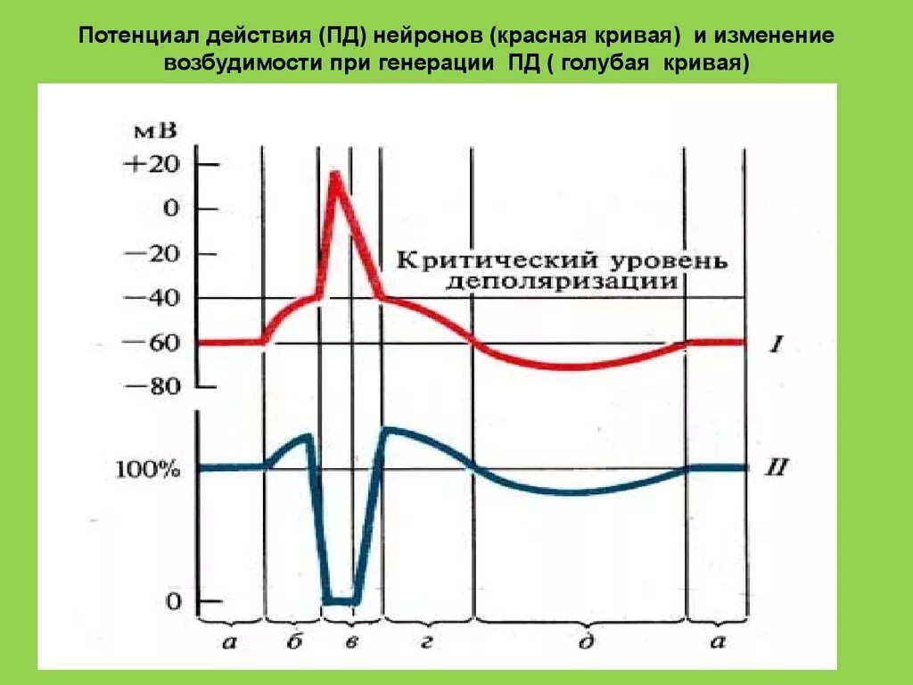 Потенциал действия нервной клетки