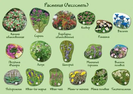 С помощью чего можно узнать название растений