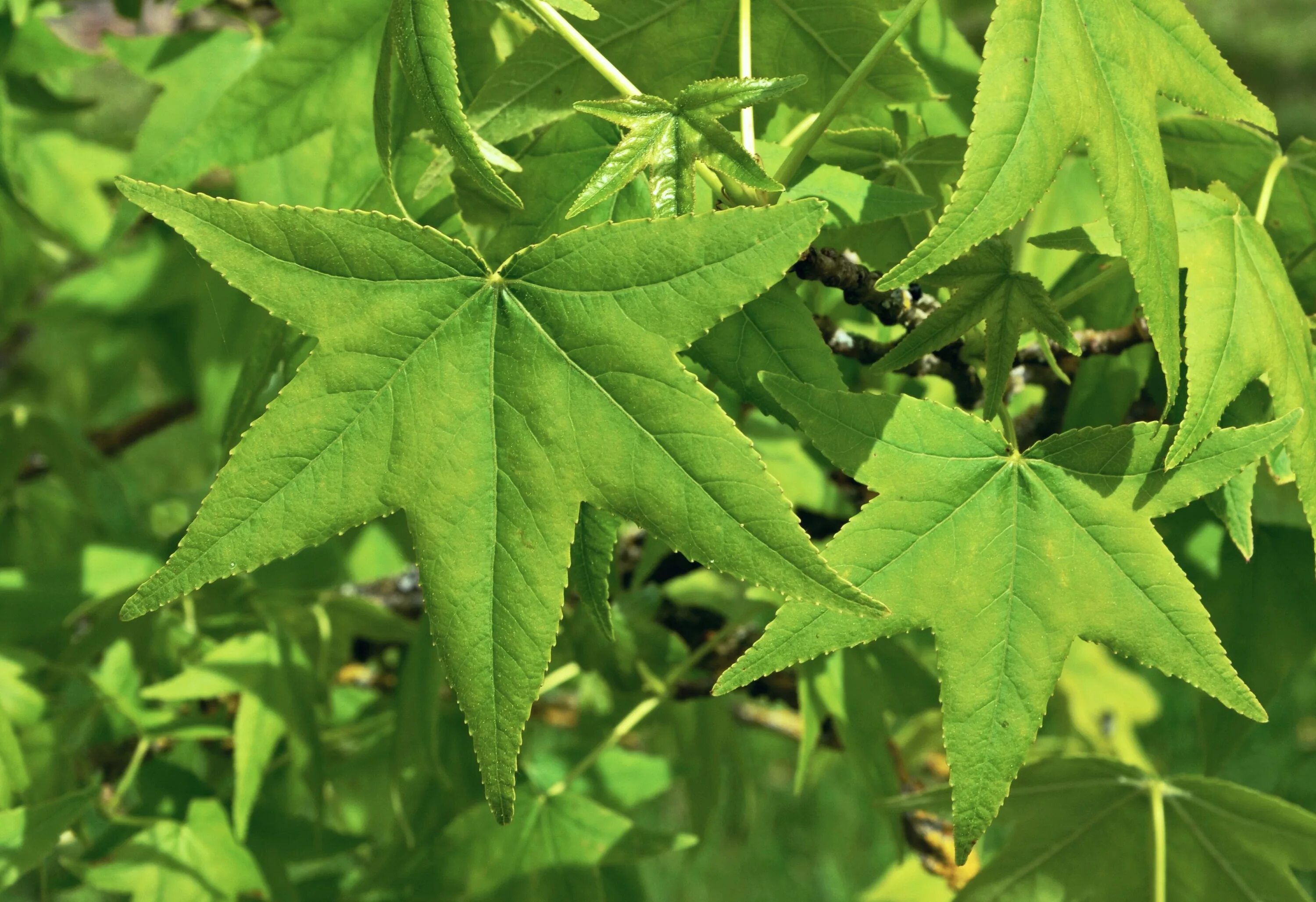 Какие листья сладкие. Liquidambar styraciflua. Ликвидамбар смолоносный. Ликвидамбар формозский. Ликвидамбар лист.