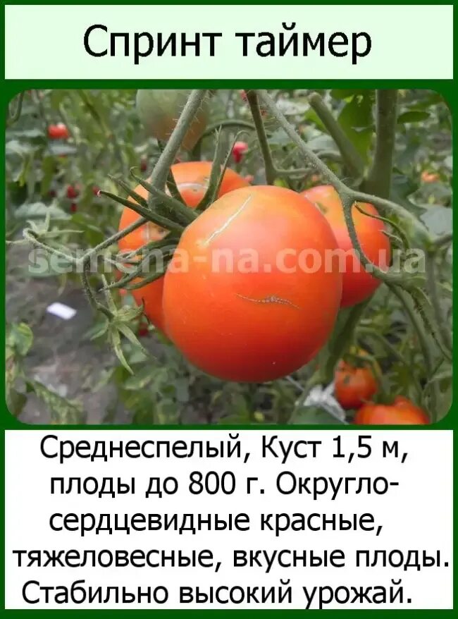 Сорт томатов спринт таймер описание. Сорт помидор спринт таймер. семена томата спринт таймер. томат спринт 2. томат спринт таймер характеристика.