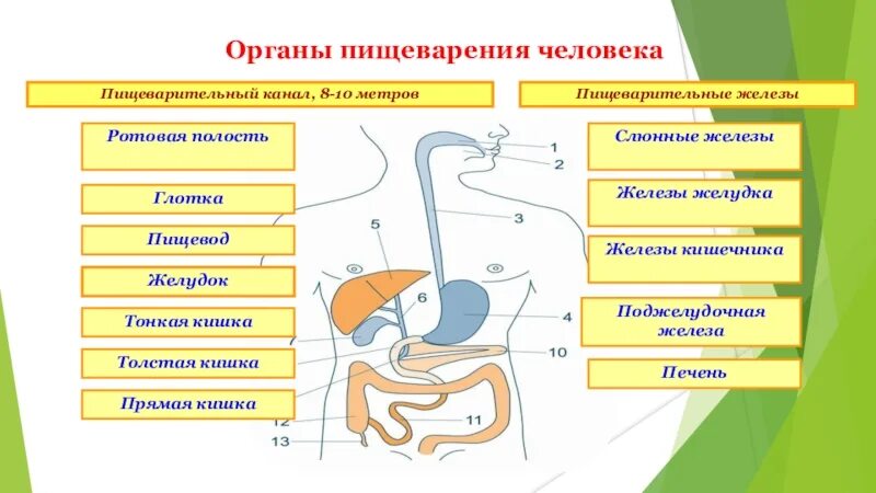 Схема пищеварительной системы человека по порядку. Органы пищеварительной системы и железы пищеварительной системы. Пищеварительная система органы и железы схема. Пищеварительная система схема с железами.