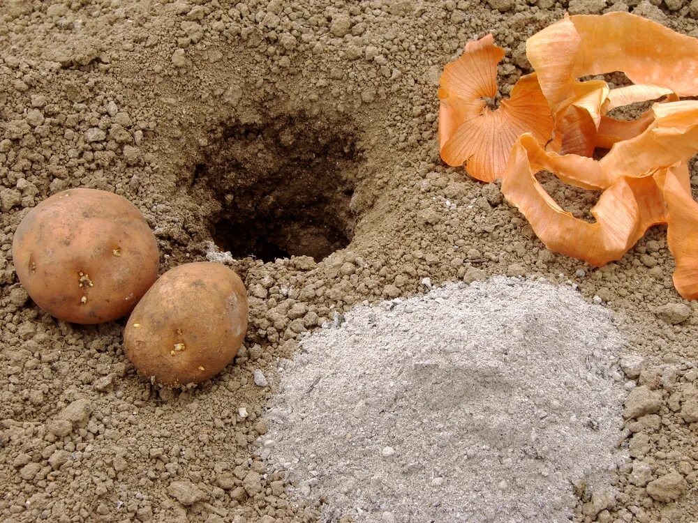 Чем удобрить землю перед посадкой картофеля. Лунки для картошки. Удобрения в лунки для картофеля. Посадка картофеля в лунки. Лунки под картошку.