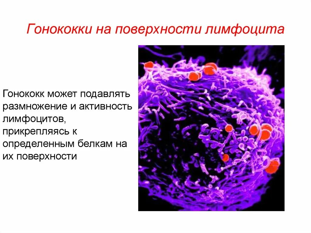 Возбудитель гонореи микробиология. Гонококки хламидии