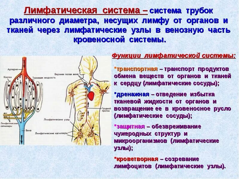 Основной системой организма является