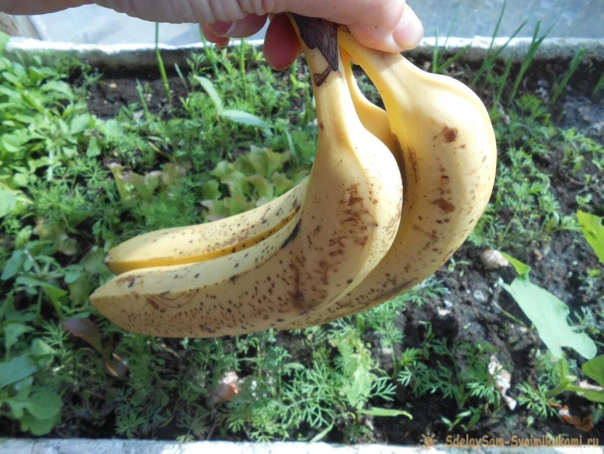Банановые кожурки для цветов. Бананы в огороде. Кожура банана. Большой банан.
