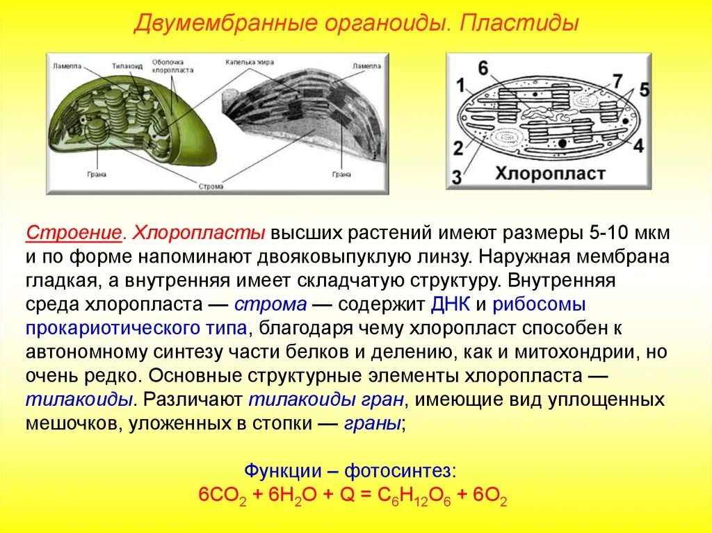 3 признака хлоропластов. Двумембранные органеллы хлоропласты. Функции органоидов клетки хлоропласты. Хлоропласты растительной клетки строение и функции.