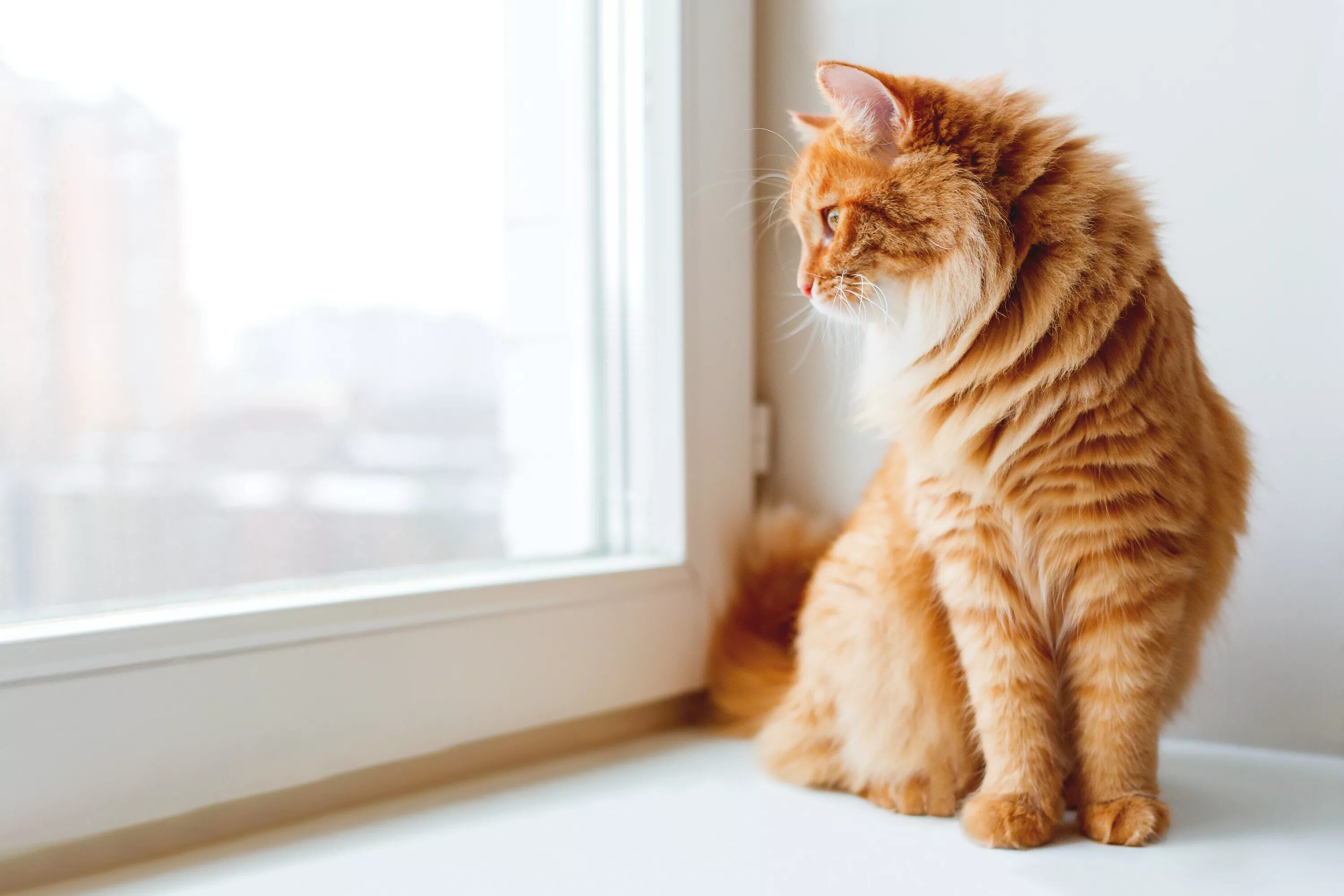 Кот сидит смотрит. Кот на подоконнике. кошка на окне. рыжий кот сидит. рыжая кошка.