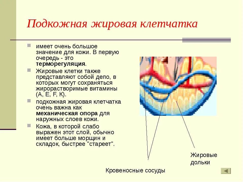 Функции подкожной жировой клетчатки. Жировая клетчатка строение и функции. Подкожно жировая клетчатка строение и функции. Функции подкожной жировой клетчатки кожи человека.