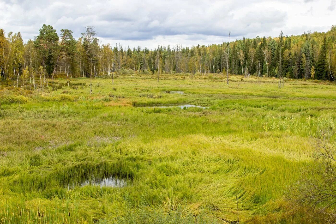 бугристые болота. болото трясина топь. зона болот. пыханское болото. болото трясина топь россии.