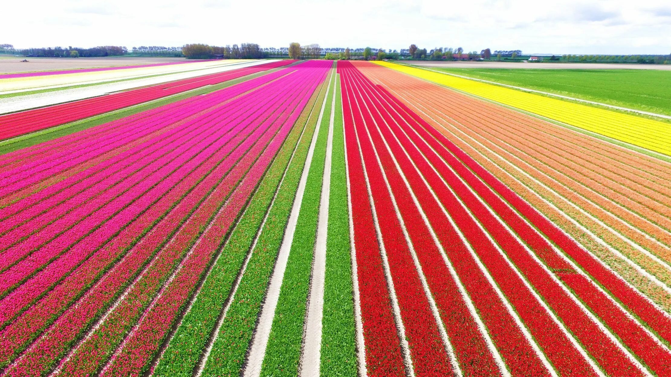 Цветное хозяйство. Голландия сельское хозяйство. Нидерланды сельское хозяйство. Хозяйство Голландии. Растениеводство Нидерландов.