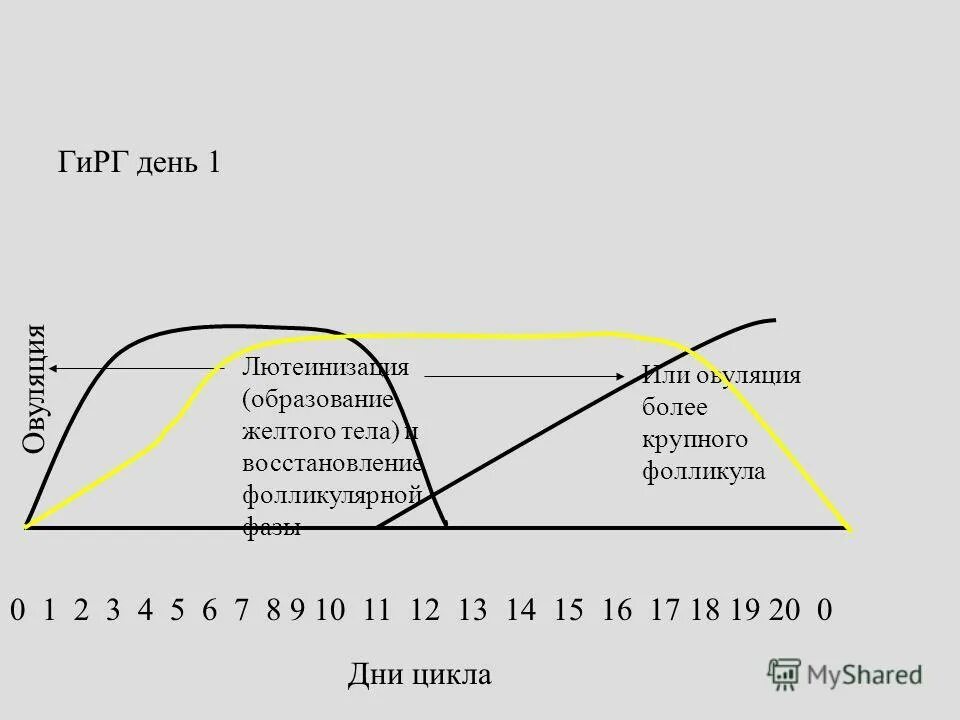 Цикличность дня. График суточных биоритмов человека. Цикличность дня. Фазы цикла. Вторая фаза менструального цикла.
