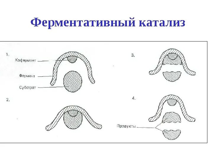 Катализ ферментов. Ферментативный катализ. Катализ ферментативный катализ. Основные этапы ферментативного катализа. Схема ферментативного катализа.