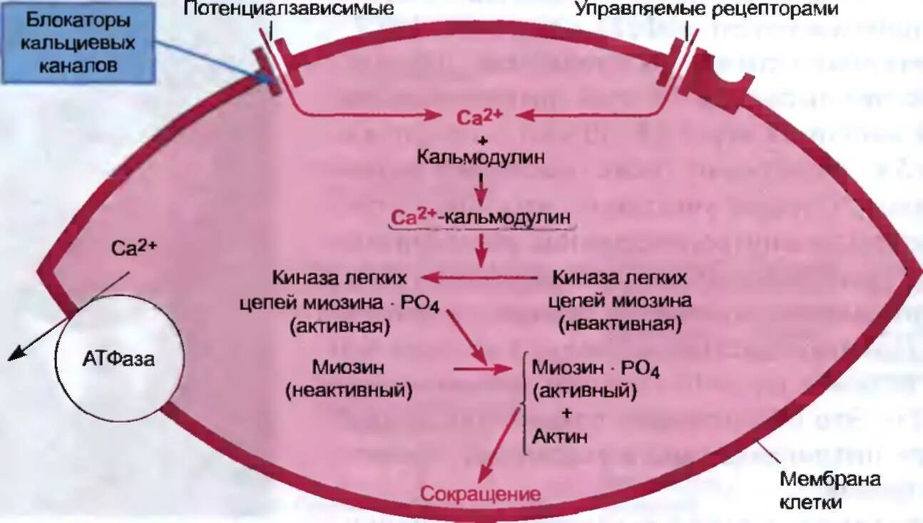 Механизм действия амлодипина. Блокаторы кальциевых каналов механизм действия. Механизм действия кальциевых блокаторов. Механизм действия блокаторов кальциевых каналов схема. Блокаторы медленных кальциевых каналов механизм действия.